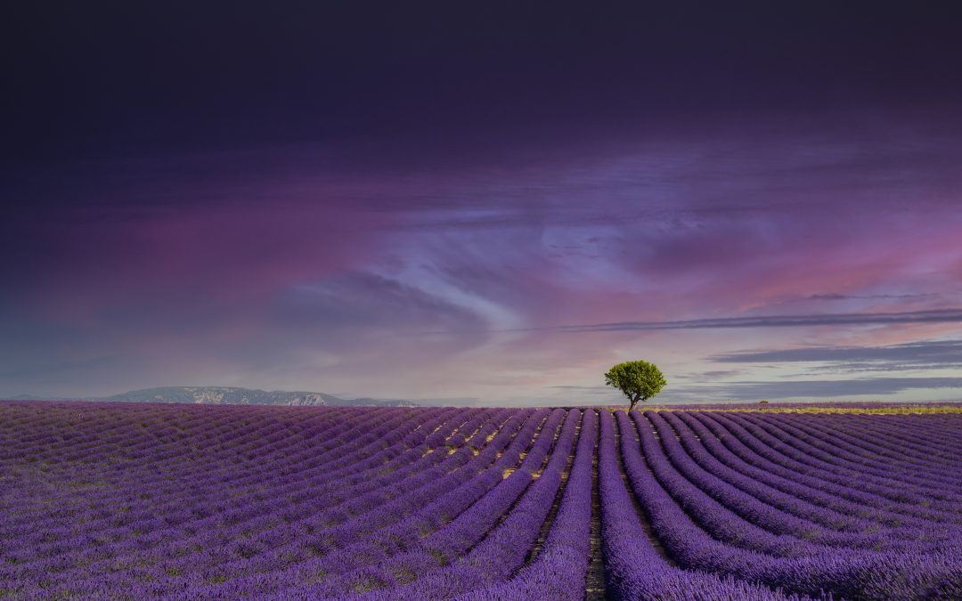 Viaggio Fotografico in Provenza e Camargue – Dal 30/6 al 3/7/2022